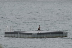 Phalacrocorax punctatus punctatus