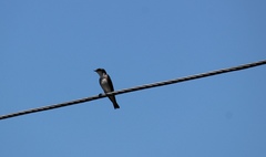 Tachycineta albilinea