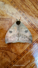 Automeris liberia
