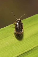 Contacyphon palustris