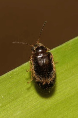 Contacyphon palustris