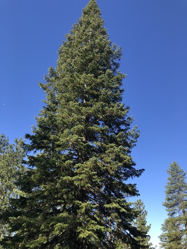 Abies grandis × concolor