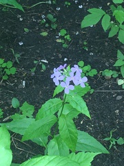 Tracheophyta