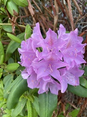 Rhododendron ponticum