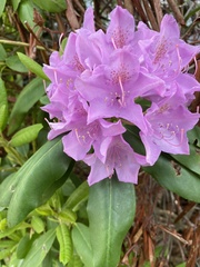 Rhododendron ponticum