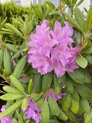 Rhododendron ponticum