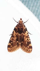 Aglossa caprealis