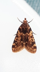Aglossa caprealis