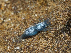 Hippolyte coerulescens