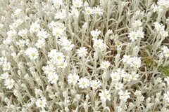 Cerastium candidissimum