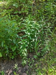 Veronicastrum virginicum