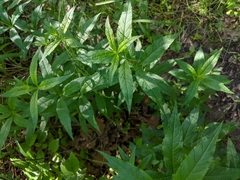 Veronicastrum virginicum