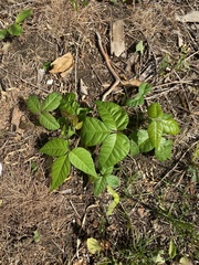 Toxicodendron radicans