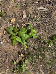 Toxicodendron radicans