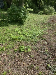 Toxicodendron radicans