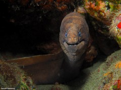 Gymnothorax unicolor