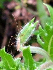 Zelus cervicalis