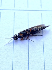 Xiphydria maculata