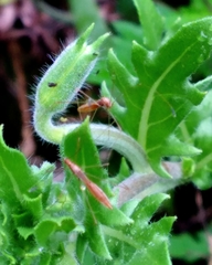 Zelus cervicalis