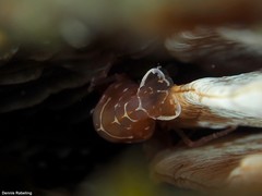 Pontonia pinnophylax