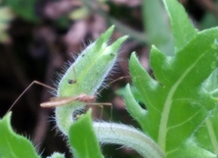 Zelus cervicalis