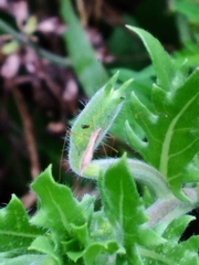 Zelus cervicalis