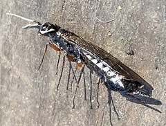 Xiphydria maculata