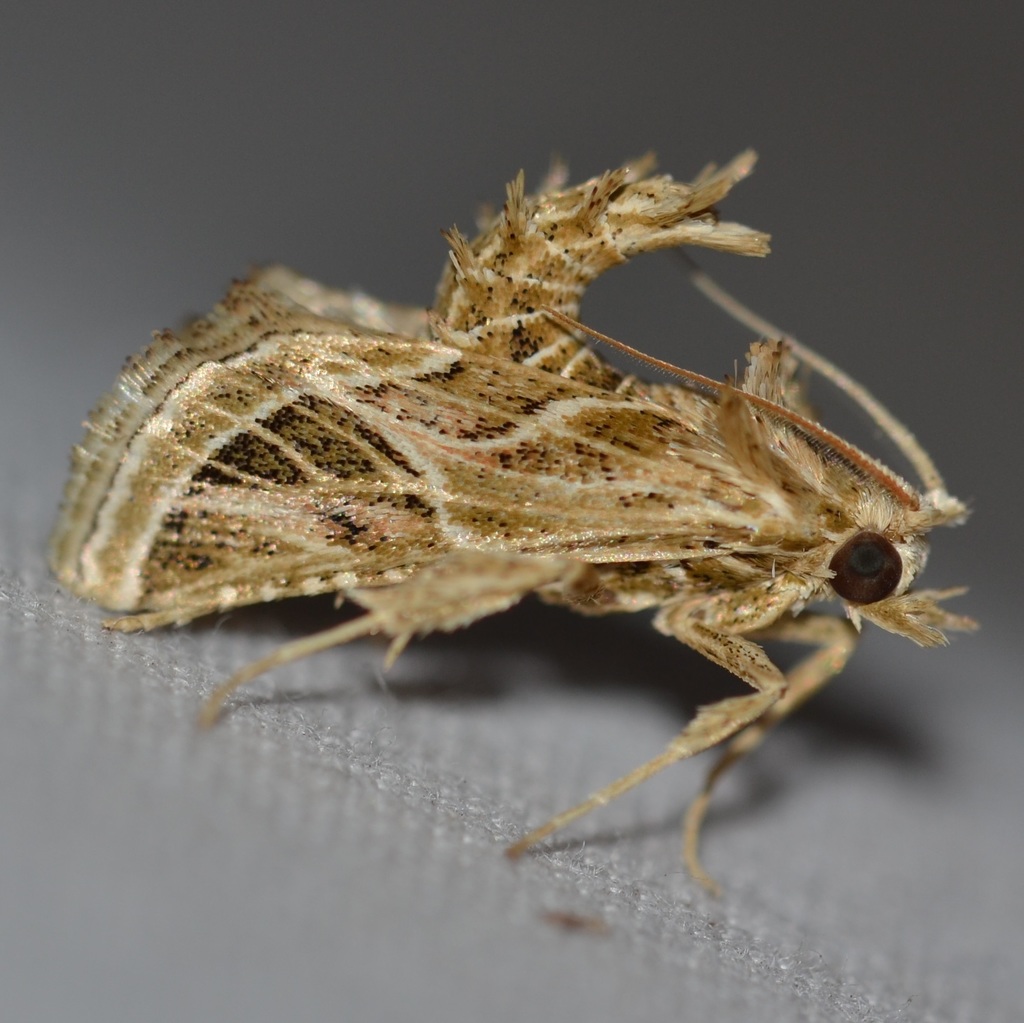 Loryma recusata