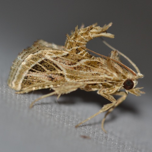 Loryma recusata