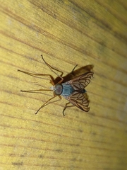 Rhagio vitripennis