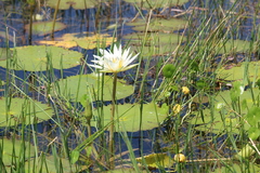 Nymphaea ampla