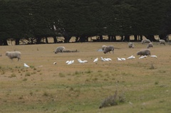 Cacatua galerita galerita