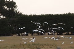 Cacatua galerita galerita
