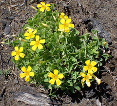 Oxalis suksdorfii