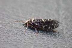 Polycentropus