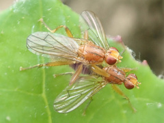Norellisoma spinimanum