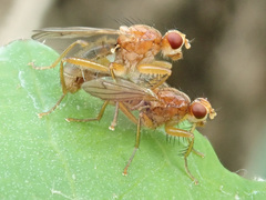 Norellisoma spinimanum