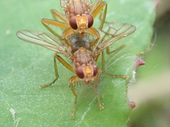 Norellisoma spinimanum