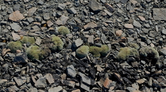 Veronica pulvinaris