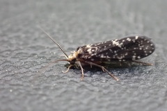 Polycentropus