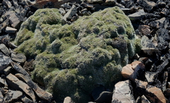 Veronica pulvinaris