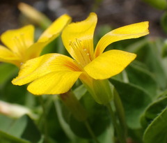 Oxalis suksdorfii