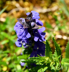 Ajuga genevensis