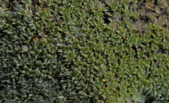 Veronica pulvinaris