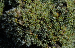 Veronica pulvinaris