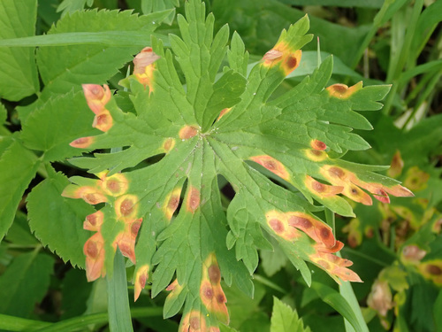 Geranium Rust