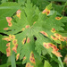 Geranium Rust - Photo (c) Иван Матершев, some rights reserved (CC BY-NC), uploaded by Иван Матершев