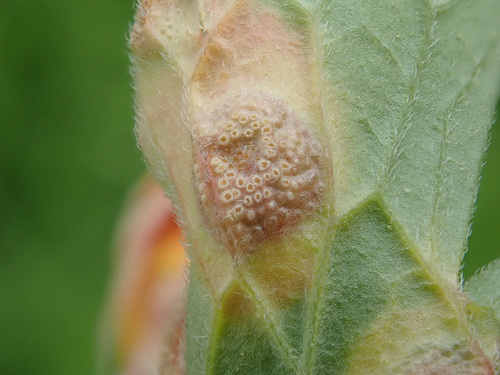 Geranium Rust