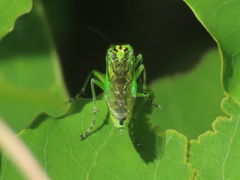 Rhogogaster chlorosoma