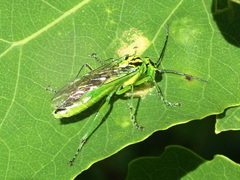 Rhogogaster chlorosoma